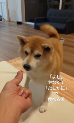 おまめちゃんのおやつタイム2