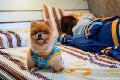 ベッド、寝ている人、起きている犬