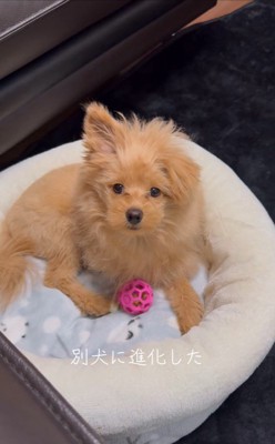 ポコくんの耳の変化5