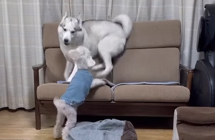 追いつめられる犬