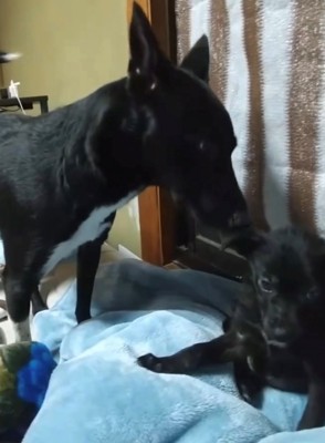 大きな犬と一緒に過ごす犬