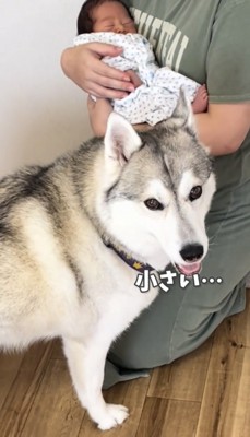 赤ちゃんのそばに立つ犬