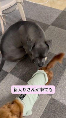 茶色い犬を目で追う黒い犬