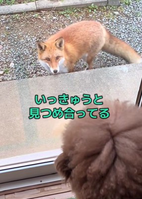わんことキツネの初対面
