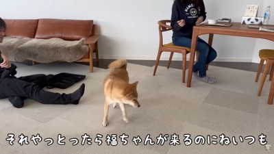 福ちゃんのいない家は静か…