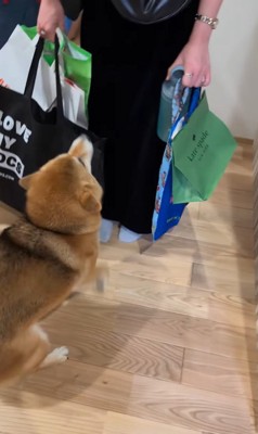 お客さんを熱烈歓迎するはちちゃん6