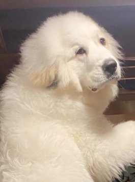 カメラを見つめる犬