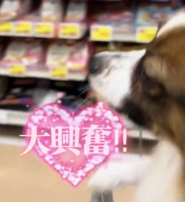 興奮して前足を動かす犬