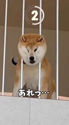 柵の間に頭がハマった犬