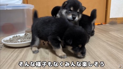 大脱走を試みる赤ちゃん犬たち9