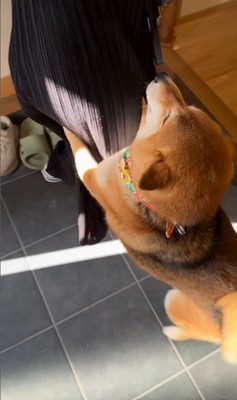 お友達が遊びに来た時のはちちゃん6