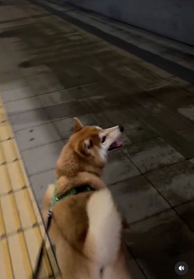 笑顔で歩く柴犬