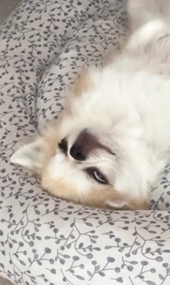 白目で眠る駒さんの顔のアップ