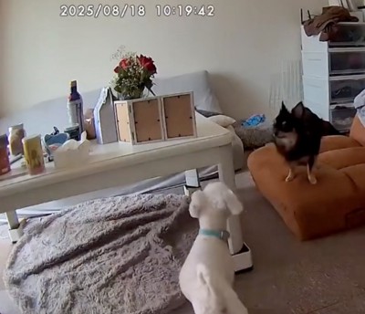 遺影を見つめながら歩く