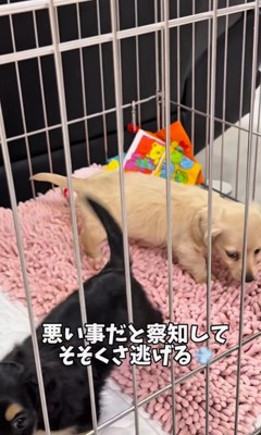 足湯を覚えた赤ちゃん犬4