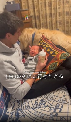 ソファに上がる犬