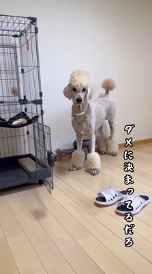 白い犬に怒られるクリーム色の犬
