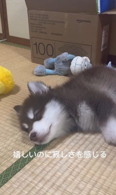 琥珀くんの成長記録6