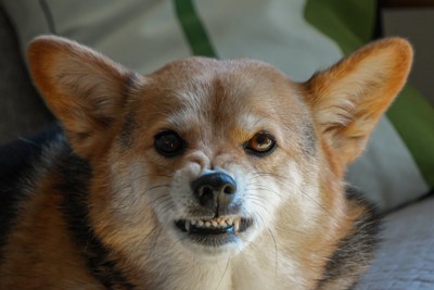 歯を剥き出す犬