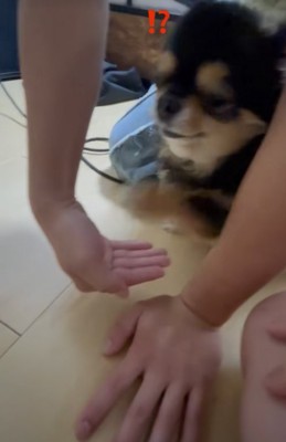 お手を求められる小型犬