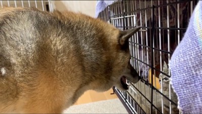 ケージに入った子猫に向かって鳴く犬