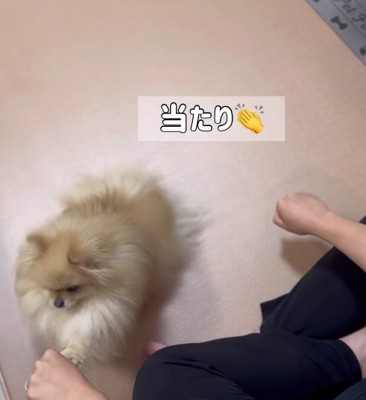 飼い主さんの左手をタッチする小型犬