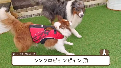 黒い犬の隣にくっついて歩くお姉ちゃん犬