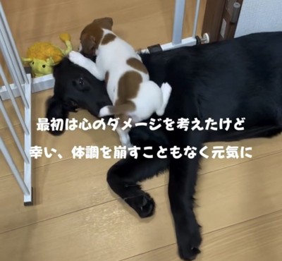 黒い犬の上に乗る子犬