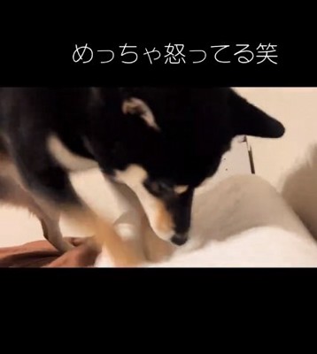 枕に怒るヨルちゃんん