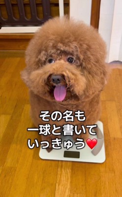 12.6kgのデカプーになった