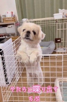 お喋り上手なちぷちゃん