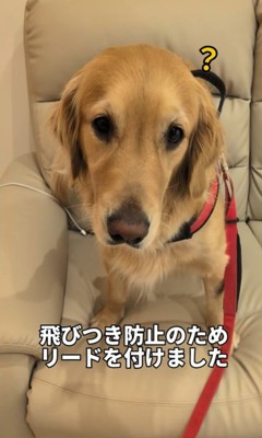 まるちゃんとママさんの再会3