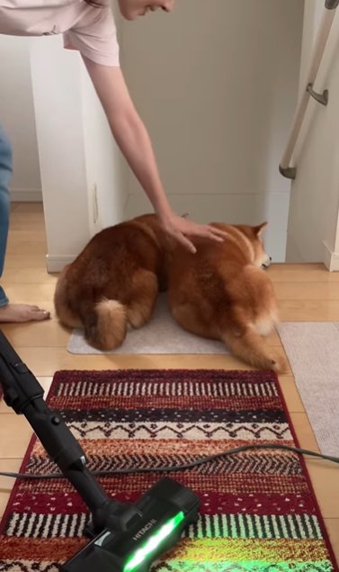 階段の前に並んで伏せて掃除機の邪魔をする2匹の柴犬