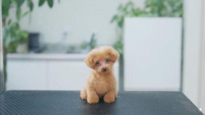 まるでモデル犬♡