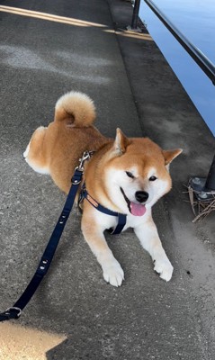 日陰で涼むやまと君4