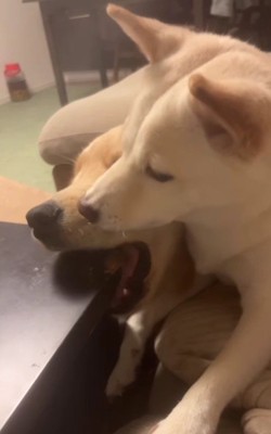 「噛んじゃダメ!」