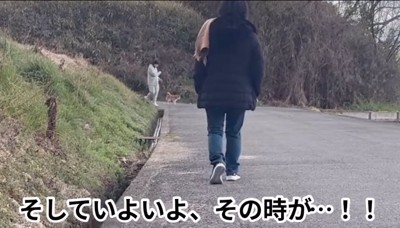 柴犬の前に現れる女性