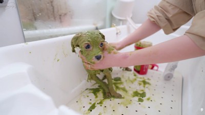 シャンプーを頑張り中!