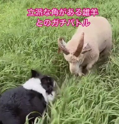 ジリジリと追い詰めます