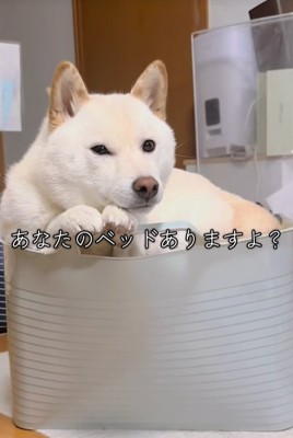 洗濯カゴの中で寛ぐ柴犬