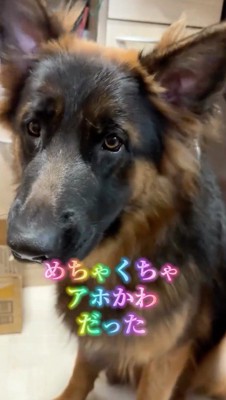 カメラを近くで見つめる犬