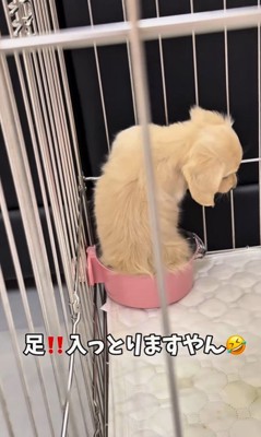 足湯を覚えた赤ちゃん犬2