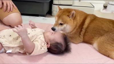 赤ちゃんの隣に伏せて匂いを嗅ぐ柴犬