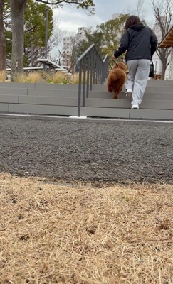 スタスタ登っています!