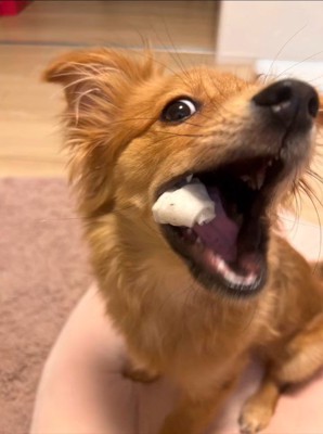 チワポメちゃんの成長9