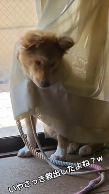 今回も被害者面(笑)