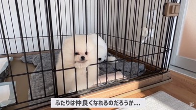 ポテチくんとレモンさんの初対面⑩