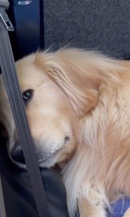 近づいてきた飼い主を見つめる犬