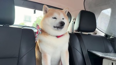 遊び疲れた子供のよう