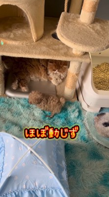 長毛猫のそばを通過する子犬